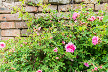 Old brick wall with flowers