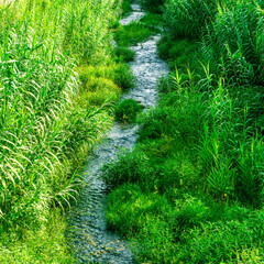 small beautiful river stream among green grass reeds with sun rays and streamin creek water