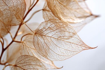 Obraz premium Delicate, translucent, dried leaves, light brown in color, showcasing intricate vein patterns against a soft, bright background, exhibiting a skeletal-like structure