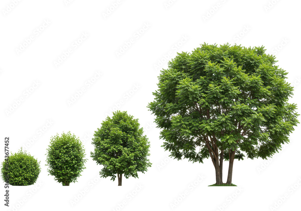 Poster four trees of different sizes isolated on transparent background
