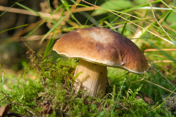 Boletus Mushroom in the Forest
