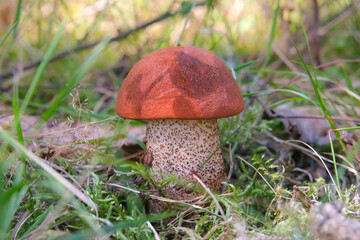 Leccinum Leucopodium Mushroom in a Forest