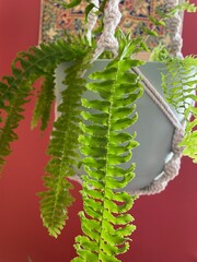 fern