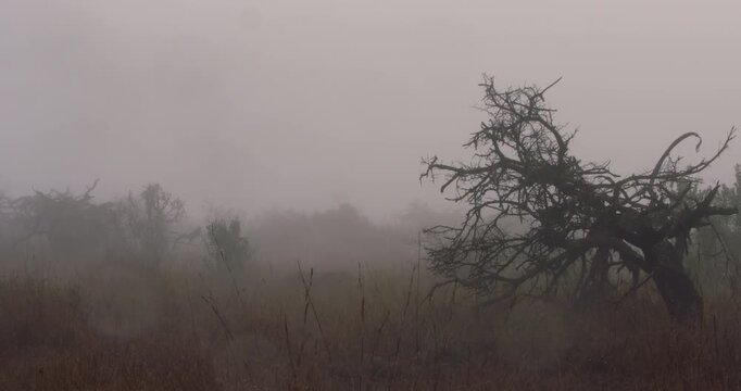 Wide of Savannah grassland with dry grass and sparse trees in a foggy morning in Kenya