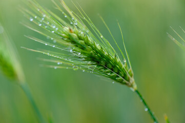 Tibetan hulless barley crops with dew in the field