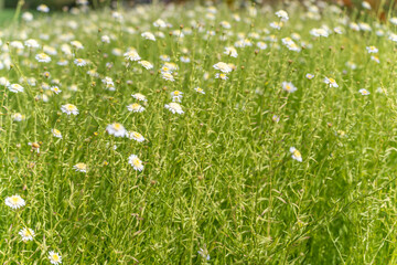 Field of daisies Bellis perennis. A soft-focus meadow filled with white daisies sways in the...