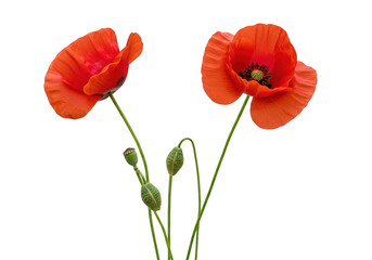 Obraz premium Two red poppies isolated on transparent background