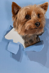 A Yorkshire terrier looks charmingly through a hole in blue paper, showcasing its playful demeanor....