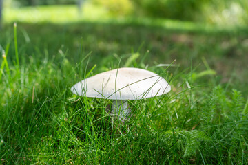 White mushroom in grass. A white mushroom stands tall among grass and foliage, illuminated by soft...