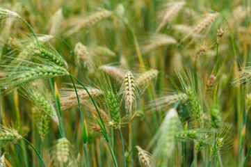 Tibetan hulless barley crops with dew in the field