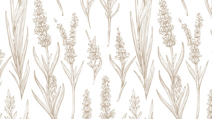 Botanical hand drawn lavender print seamless pattern old vintage calligraphy style brown pattern on white background, sketch natural plant style. © Lara