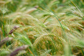 Tibetan hulless barley crops with dew in the field