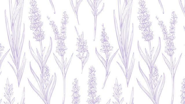 Botanical hand drawn lavender print seamless pattern old vintage calligraphy style purple pattern on white background, sketch natural plant style.