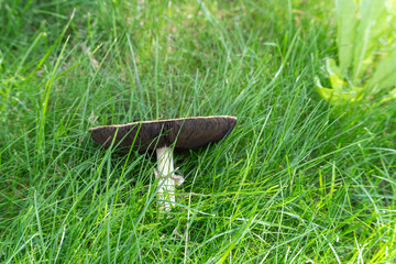 Brown mushroom in grass. A large brown mushroom grows among fresh green grass, its gills visible...