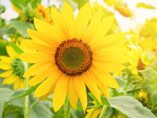 Sunflower blooming in a field