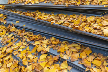The yellow ginkgo leaves that fell on the metal iron sheet