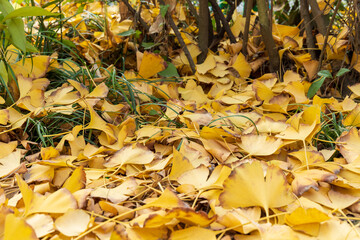 Yellow ginkgo leaves that fall to the ground in autumn
