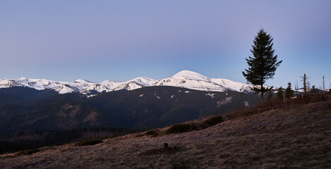 Beautiful view of highland hills with coniferous tree and snowy mountains under sunset sky