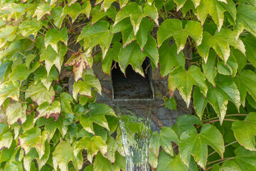Water flowing from ivy-covered spout Hedera helix. A metal spout hidden in ivy pours a stream of...