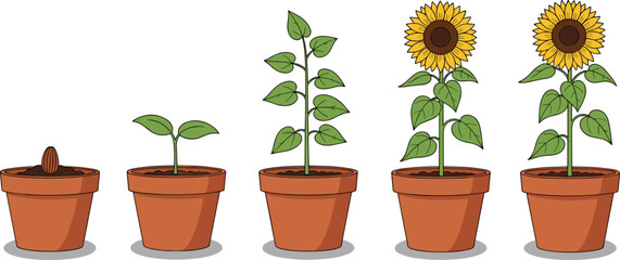 Sunflower growth stages, seed to bloom, plant life cycle, five pots, sprout, leaves, blooming flower, nature concept, vector illustration