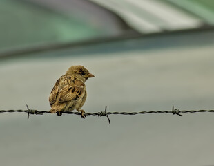 Small Sparrow Perched on Barbed Wire