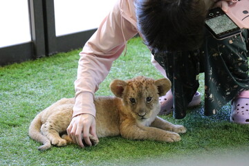 ライオン赤ちゃん大接近、美祢市、サファリランド、山口県、ライオン、触れ合い、体験
