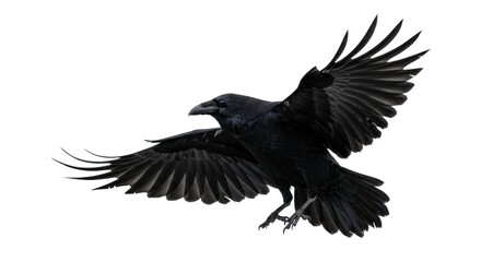 Naklejka premium Majestic common raven flying mid-air with powerful spread wings and extended talons, showcasing glossy black feathers on a minimalist light grey gradient, decisive action concept.