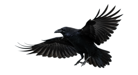 Majestic common raven flying mid-air with powerful spread wings and extended talons, showcasing glossy black feathers on a minimalist light grey gradient, decisive action concept.