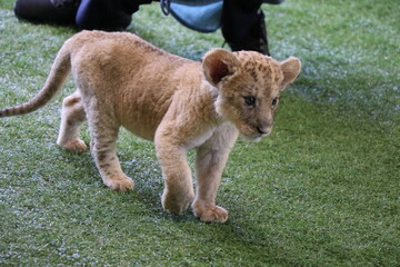 ライオン赤ちゃん大接近、美祢市、サファリランド、山口県、ライオン、触れ合い、体験
