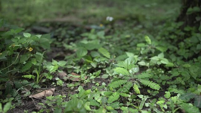 Onam Collections | Thumba poo | Butterflys | Leucas aspera
