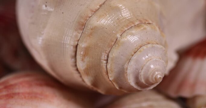 shells of mollusks in a pile close up, dumped together empty washed shells of snails and other mollusks