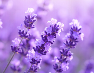 Close-up of vibrant purple lavender blossoms.