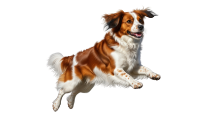 Energetic Kooikerhondje Dog MidJump canine pet animal mammal domestic companion purebred breed dutch water hunting retriever spaniel medium-sized tricolor brown