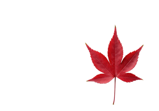 Pristine, flawless deep red autumn leaf with exquisite venation and serrated edges, against a transparent background with negative space and soft shadow, minimalistic nature concept