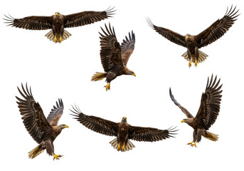 Fototapeta premium Collection of eagles flying with wings spread isolated on transparent background