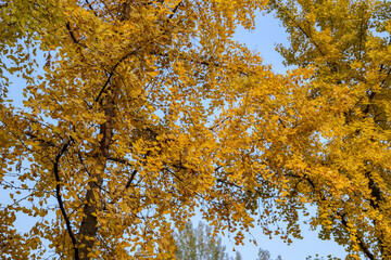The yellow ginkgo trees under the sunlight in late autumn