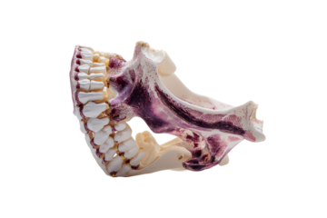 Human jawbone with teeth isolated on transparent background