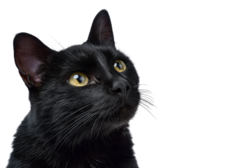 Black cat looking up, isolated on transparent background
