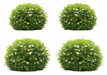 Four green bushes with white flowers, isolated on transparent background