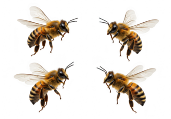 Four honeybees flying in different directions isolated on transparent background