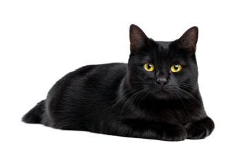 A black cat lying down isolated on transparent background