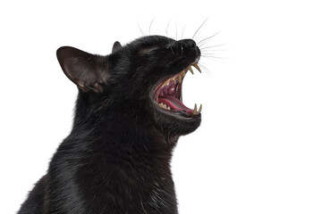 Obraz premium Black cat yawning widely, isolated on transparent background
