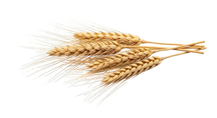 Golden Wheat Stalks Isolated on White Background grain cereal agriculture harvest ears field food bread baking organic natural plant growth