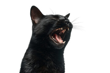 Black cat yawning widely, isolated on transparent background