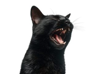 Black cat yawning widely, isolated on transparent background