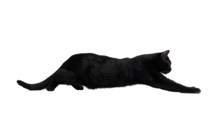 A black cat stretching out on a transparent background