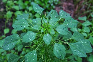 Raindrops on the surface of Acalypha indica leaves