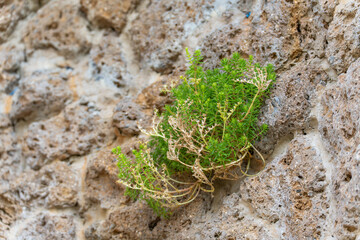 Rock Plant Sedum sp. Small green sedum plant grows from a rocky crevice, with some dried stems...