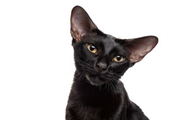 Black oriental cat with large ears isolated on transparent background