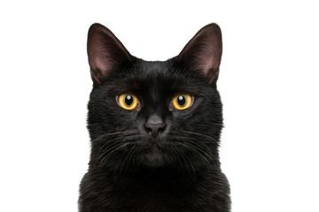 Obraz premium Closeup portrait of a black cat isolated on transparent background
